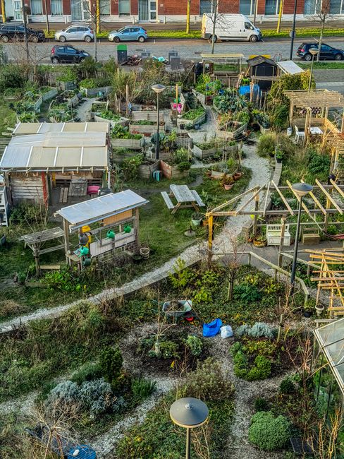 A vibrant vegetable garden featuring raised wooden beds filled with a variety of flourishing plants, including tomato bushes bearing ripe red fruit, leafy green herbs, and flowering plants with bright
