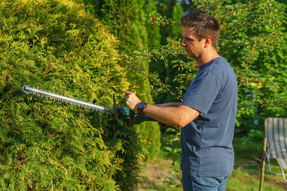A man engaged in hedge trimming work in a garden, using electric hedge shears to cut a dense, green conifer hedge with fine, needle-like leaves. The hedge has a well-maintained, even appearance, and t