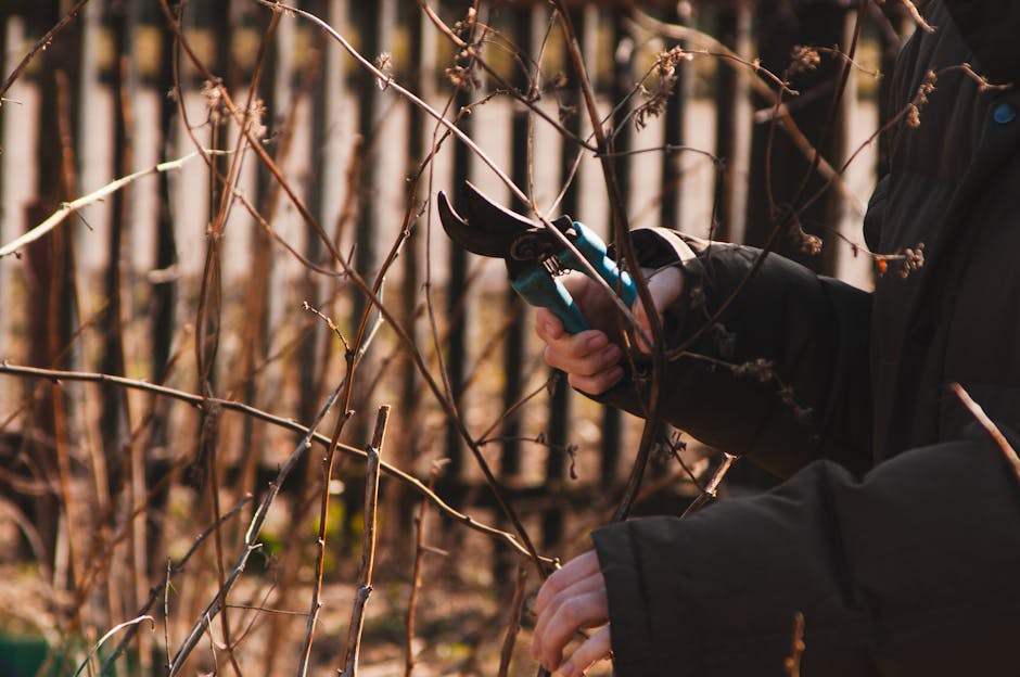 A man engaged in hedge trimming work in a garden, using electric hedge shears to cut a dense, green conifer hedge with fine, needle-like leaves. The hedge has a well-maintained, even appearance, and t